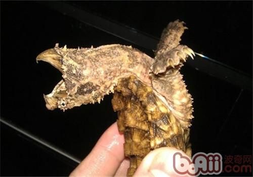 大鳄龟的品种简介