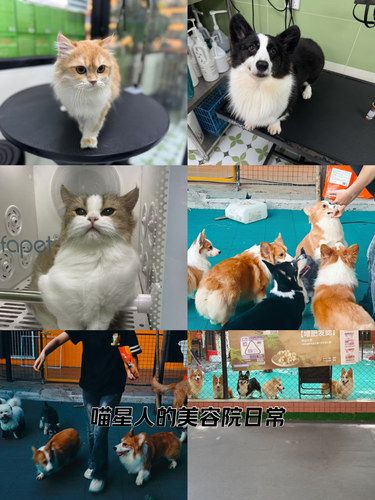 快乐宠物家