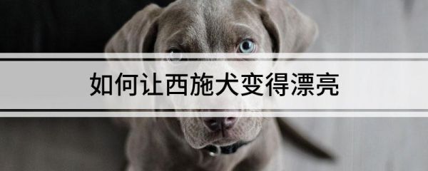 如何让西施犬变得漂亮