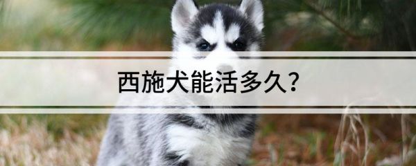 西施犬能活多久？