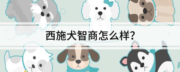 西施犬智商怎么样？