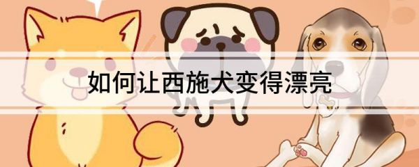 如何让西施犬变得漂亮