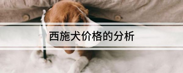 西施犬价格的分析