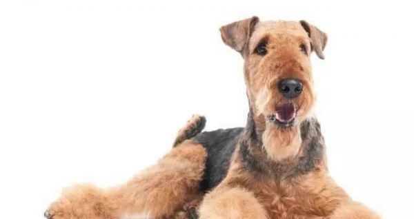 健康万能梗幼犬的养护指南（如何给宠物犬提供全面健康的生活）