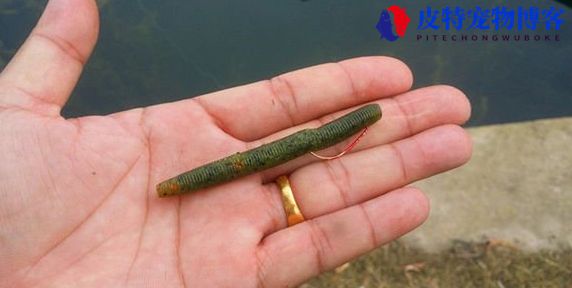 卡罗钓组钓翘嘴手法，操作技巧是什么，路亚各种钓组怎么选择