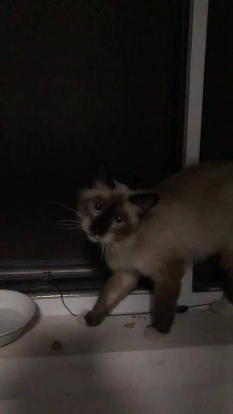 您好 榆林有宠物救助站吗 或者可以接收流浪猫的……