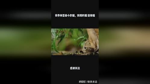 世界体型最小的猫，锈斑豹猫 迷你猫