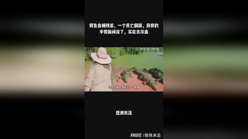 鳄鱼自相残杀，一个死亡翻滚，同伴的手臂瞬间没了，实在太冷血