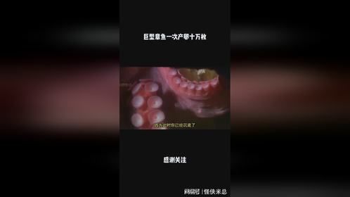 巨型章鱼一次产卵十万枚