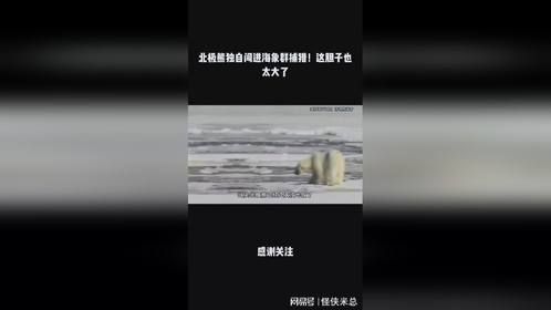 北极熊独自闯进海象群捕猎！这胆子也太大了