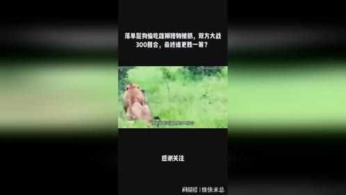 落单鬣狗偷吃雄狮猎物被抓，双方大战300回合，最终谁更胜一筹？