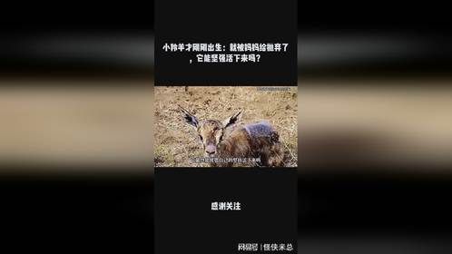 小羚羊才刚刚出生：就被妈妈给抛弃了，它能坚强活下来吗？