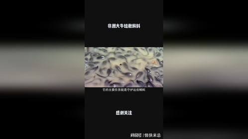 非洲大牛蛙救蝌蚪