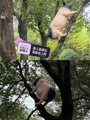 原来母猪真的能上树！