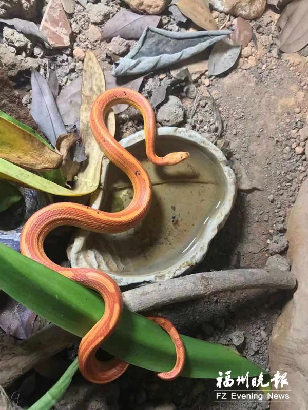 探访福州动物园：都住“单间房” 40多条蛇这样度夏