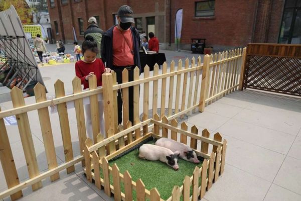 萌宠乐园小猪栏，快乐的小猪世界