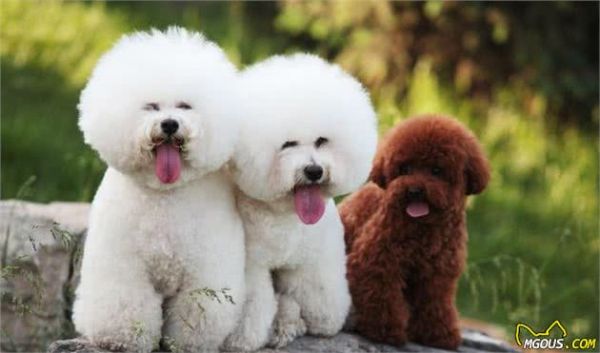 五种适合家庭饲养的小型犬