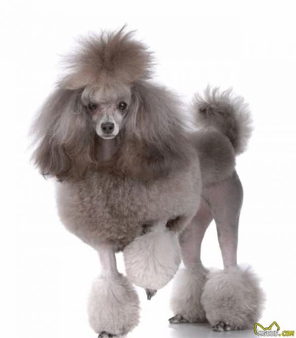 五种适合家庭饲养的小型犬