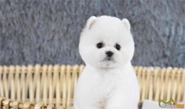 五种适合家庭饲养的小型犬