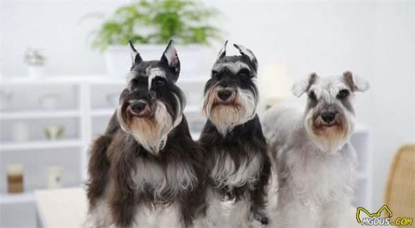 五种适合家庭饲养的小型犬