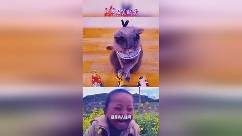 这只猫真聪明