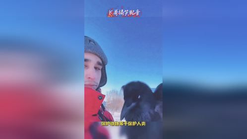 乌鸦真聪明，不相信你看看
