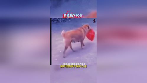 狗狗太聪明了，今天你笑了吗