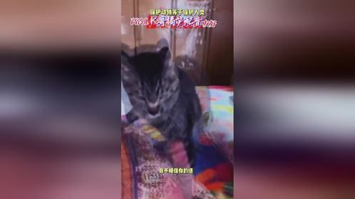 猫被主人怎么生气了，不信你不笑