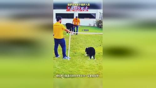 黑猩猩真的很幸福，不信你不笑