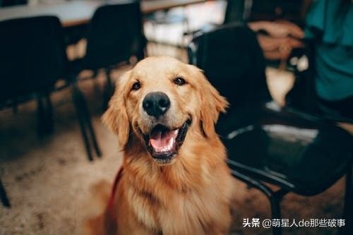 适合女孩子养得 6 种狗狗，每一只都能把你暖哭！