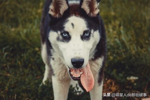 适合女孩子养得 6 种狗狗，每一只都能把你暖哭！