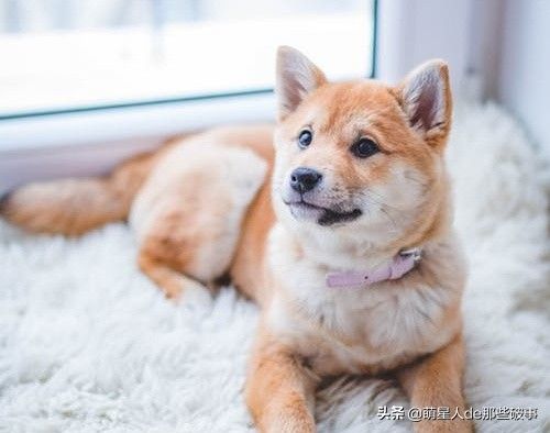 适合女孩子养得 6 种狗狗，每一只都能把你暖哭！