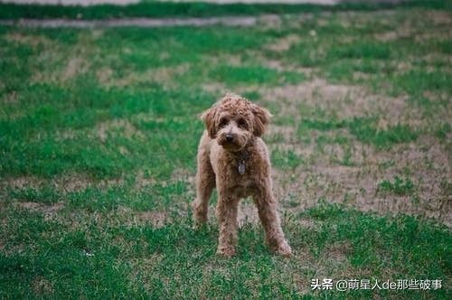 适合女孩子养得 6 种狗狗，每一只都能把你暖哭！