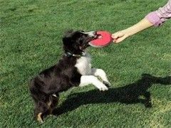 塘厦宠物狗狗行为训练-收费标准