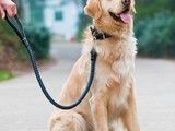 东莞宠物训练学校-宠爱多训犬学校