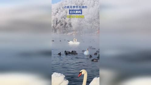 这就是赛里木湖的白天鹅吗，好美好像仙境