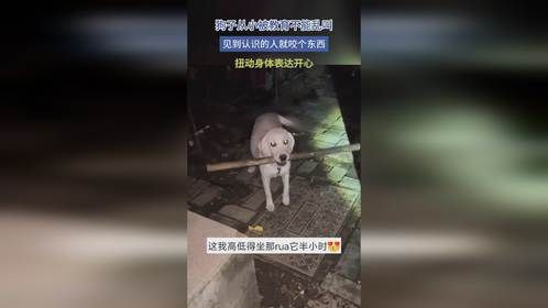 狗子从小被教育不能乱叫，见到认识的人就咬个东西扭身体表达开心