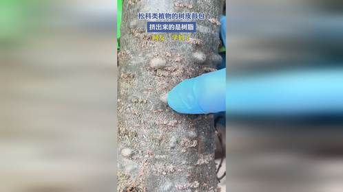 松科类植物的树皮鼓包，挤出来的是树脂，网友：学到了