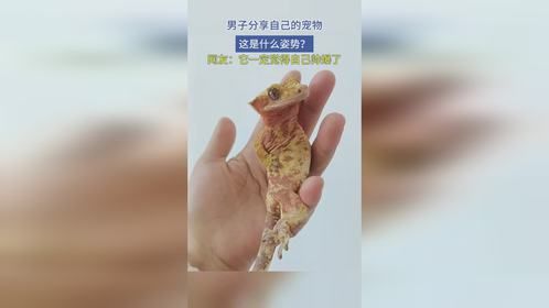 男子分享自己的宠物，这是什么姿势？网友：它一定觉得自己帅爆了