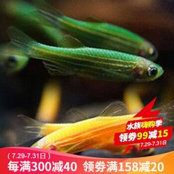 观赏鱼小型热带鱼活体宠物热+翡翠2条+青苹果3条+蓝莓5条 共15条 *16件