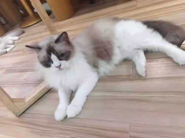 咪咪浪记[笑脸][笑脸]