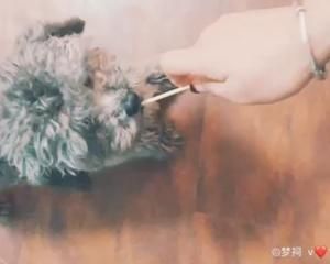 宠物棒棒糖饼干的做法 步骤3