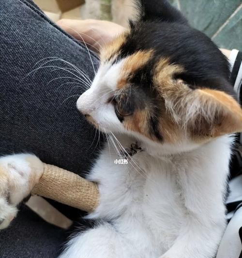 小猫检测（通过小猫的检查）
