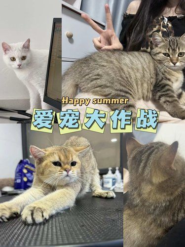乐威猫宠物医院·猫科中心：猫咪的专属健康守护