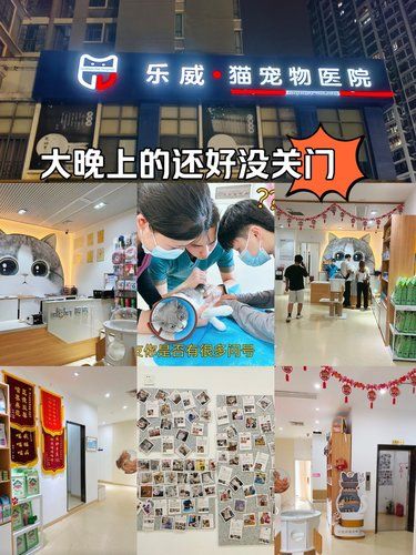 猫猫为什么会跳楼⁉️