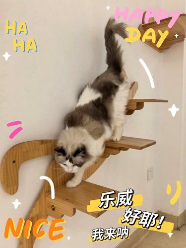 乐威专属喵喵的