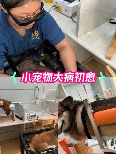 专业医师，贴心守护毛孩子