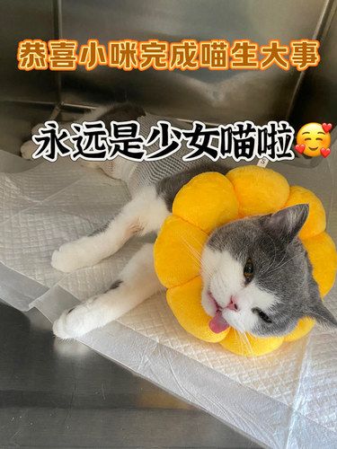 原来绝育完之后的猫咪是这样的！真的后悔了……