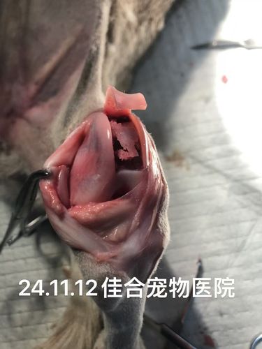 髌骨脱位，滑车再造术