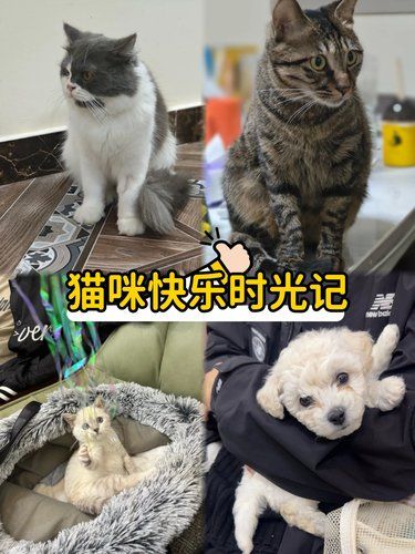 带着毛孩子体检的一天